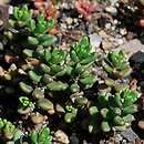 Sedum laconicum (rozchodnik lakonjski)