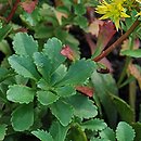 Phedimus sichotensis