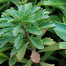 Phedimus stevenianus