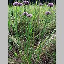 Allium angulosum (czosnek kątowaty)