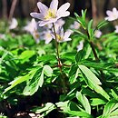 Anemone (zawilec)