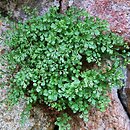 Asplenium ruta-muraria (zanokcica murowa)