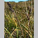 Carex bigelowii ssp. rigida (turzyca tęga mocna)