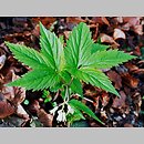 Dentaria enneaphyllos (żywiec dziewięciolistny)