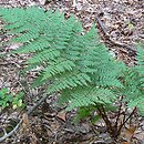 Dryopteris dilatata agg. (nerecznica szerokolistna (agg.))