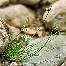Isolepis (sitniczka)