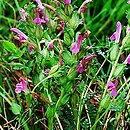 Pedicularis sylvatica (gnidosz rozesłany)