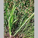 Scirpus radicans (sitowie korzenioczepne)