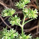 Scleranthus polycarpos (czerwiec wieloowockowy)