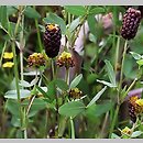 Trifolium spadiceum (koniczyna kasztanowata)