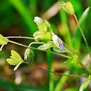 Veronica filiformis (przetacznik nitkowaty)