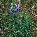 Veronica longifolia (przetacznik długolistny)