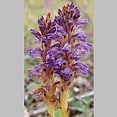 Orobanche coerulescens (zaraza błękitnawa)