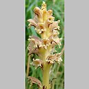 Orobanche elatior (zaraza wielka)