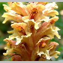 Orobanche mayeri (zaraza Mayera)