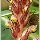 Orobanche hederae (zaraza bluszczowa)