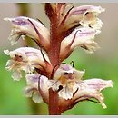 Orobanche minor (zaraza drobnokwiatowa)