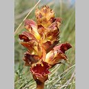 Orobanche gracilis (zaraza krwistoczerwona)