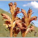 Orobanche teucrii (zaraza ożankowa)