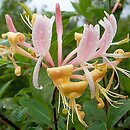 Lonicera periclymenum (wiciokrzew pomorski)