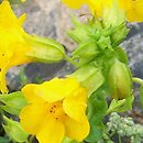 Mimulus (kroplik)