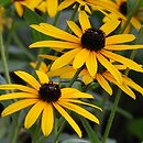 Rudbeckia fulgida (rudbekia błyskotliwa)