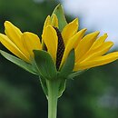 Rudbeckia maxima (rudbekia wielka)