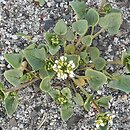 Cochlearia danica (warzucha duńska)