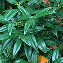 Sarcococca hookeriana (sarkokokka Hookera)