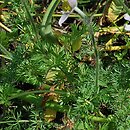 Pulsatilla bungeana (sasanka Bungego)