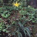 Scorzonera humilis (wężymord niski)
