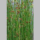 Schoenoplectus americanus (oczeret amerykański)