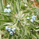 Lappula squarrosa (lepnik zwyczajny)