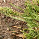 Sclerochloa dura (suchotraw twardy)