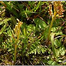 Botrychium multifidum (podejźrzon rutolistny)