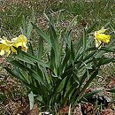 Narcissus pseudonarcissus (narcyz trąbkowy)