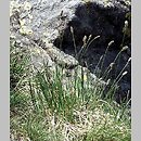 Sesleria bielzii (sesleria Bielza)
