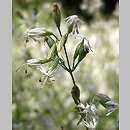 Silene dubia (lepnica karpacka)