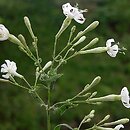 Silene nemoralis (lepnica gajowa)