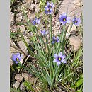Sisyrinchium bermudiana (miecznica wąskolistna)