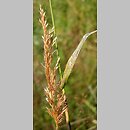 Trisetum (konietlica)