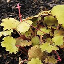 Saxifraga stolonifera Harvest Moon