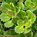 Saxifraga ×urbium Aureopunctata