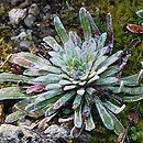 Saxifraga longifolia (skalnica długolistna)