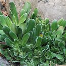 Saxifraga cotyledon (skalnica liścieniolistna)
