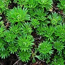 Saxifraga trifurcata (skalnica trójdzielna)