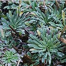 Saxifraga crustata