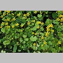 Saxifraga huetiana