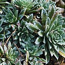 Saxifraga ×landaueri