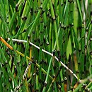 Equisetum scirpoides (skrzyp arktyczny)